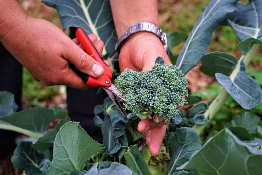 How to Grow Broccoli from Seed The Seed Collection